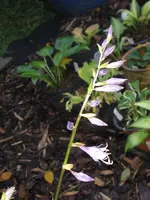 008_600x800.webp