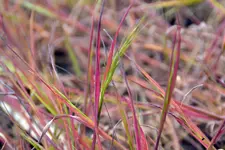 Die Wiese_3845.webp