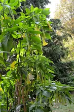 Engelstrompeten_01.webp