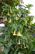 Engelstrompeten_02.webp