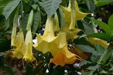 Engelstrompeten_03.webp