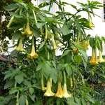 Engelstrompeten_04.webp