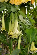 Engelstrompeten_05.webp