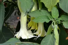 Engelstrompeten_06.webp