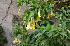 Engelstrompeten_07.webp