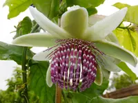 DSCF9036.webp