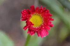 Belis_0632.webp
