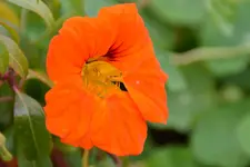 Kapuzienerkresse_0573.webp