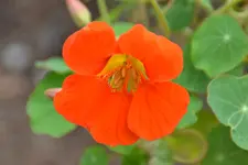Kapuzienerkresse_0574.webp