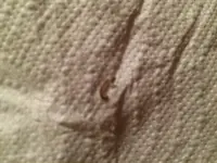 image.webp