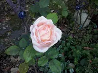CAM01308.webp
