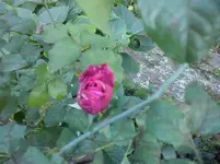 CAM01309.webp