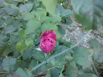 CAM01310.webp