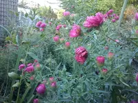 CAM01312.webp