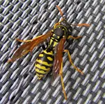Copy of Copy of IMG_5050v.webp