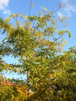 DSCN0118.webp