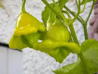 DSCN0147.webp