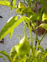 DSCN0149.webp