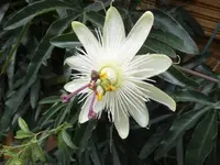 Bilda082.webp