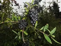 Bilda042.webp