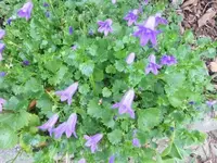 Bilda008.webp