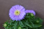 DSC_5605.jpg