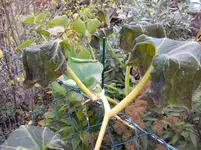 IMG_20151012_181802_4CS.webp