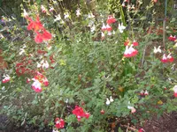011.webp
