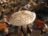 036.webp