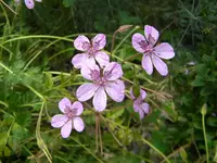 DSCN0130.webp