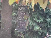 DSCF9087.webp