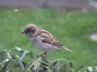 DSCF9079.webp