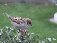 DSCF9080.webp