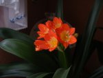 Clivia.jpg