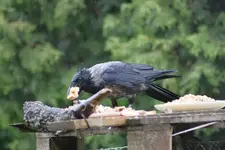 Krähe nass4.webp