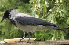 Krähe.webp