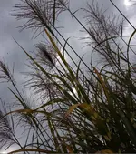Zebraschilf.webp