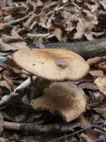 009_576x768.webp