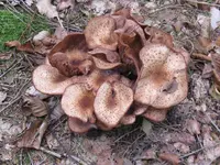 010_1024x768.webp