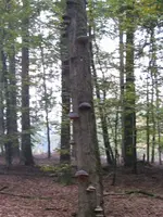 024_576x768.webp