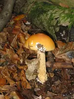 orange_576x768.webp