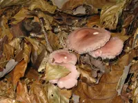 rosa_1024x768.JPG
