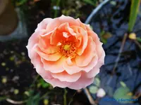 comp_P1250863.webp