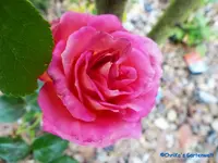 comp_P1250867.webp