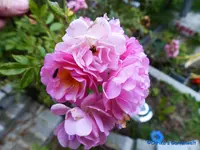 comp_P1250870.webp