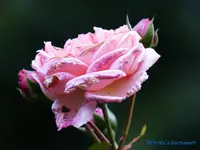 comp_P1250873.webp