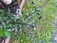 comp_P1250862.webp