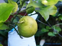 comp_P1250875.webp
