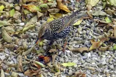 Stare_0006.webp