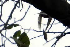 Stare_0008.webp